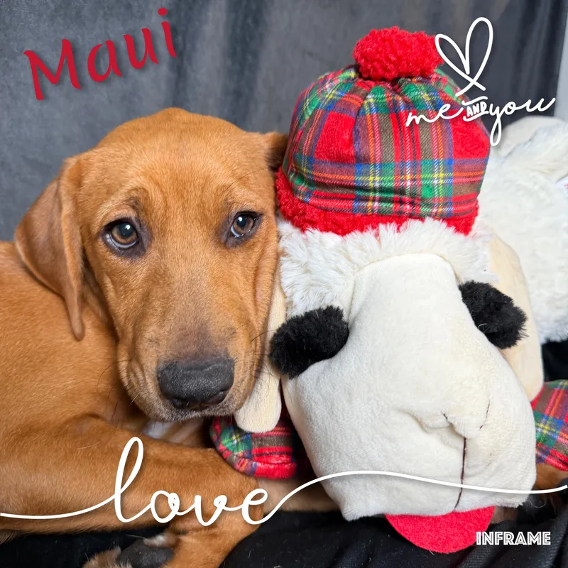 Maui thumbnail 4