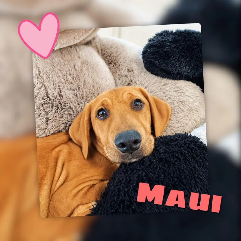 Maui thumbnail 6