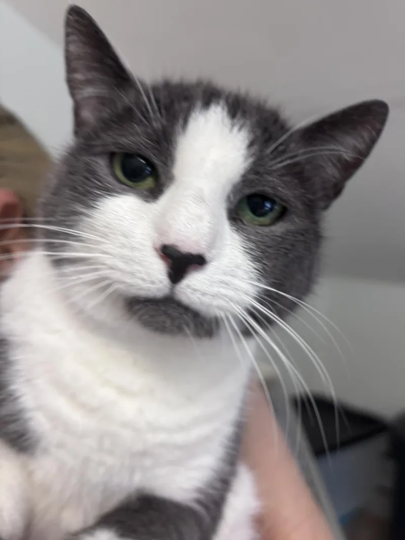 A senior medium-sized female Domestic Short Hair cat named Shelley for adoption in Beacon, NY