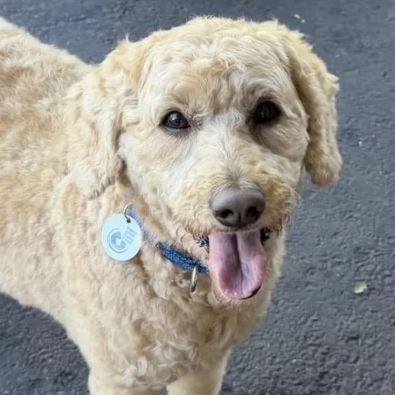 An adult medium-sized female Golden Goldendoodle dog named Sassy for adoption in Santa Rosa, CA