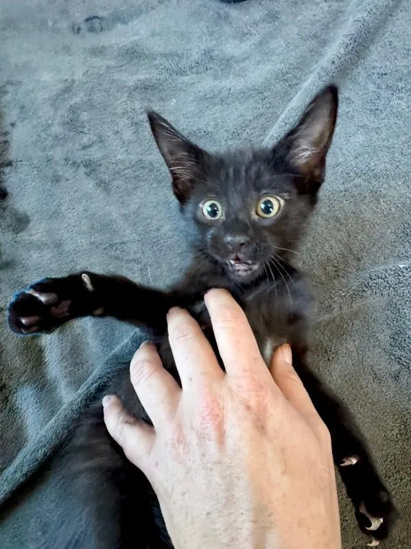 A young medium-sized male Black Domestic Short Hair cat named Rutabaga for adoption in Fort Collins, CO