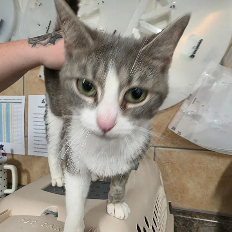 A young medium-sized female Gray / Blue / Silver Domestic Short Hair cat named Kangaskhan for adoption in Eureka Springs, AR