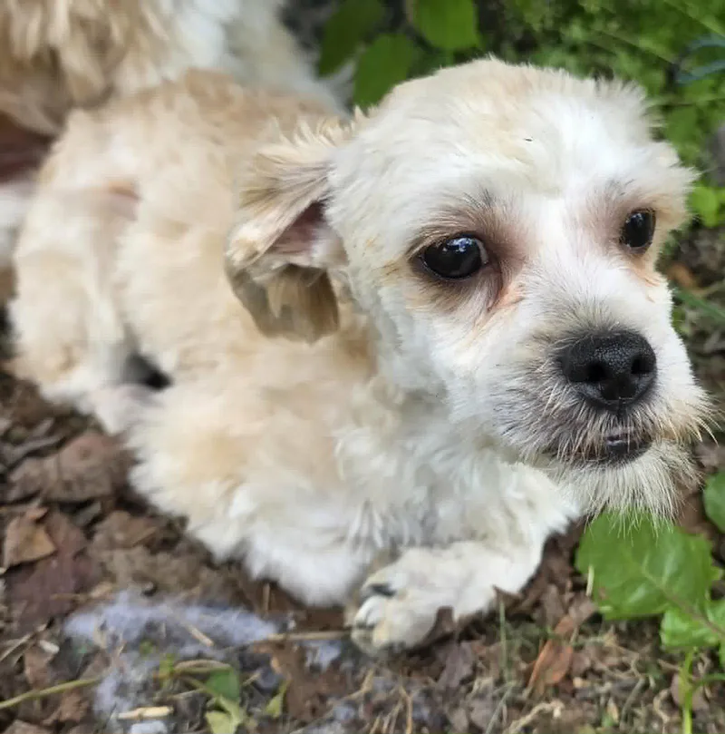A baby small-sized male Shih Tzu dog named Victor Alfred for adoption in Cuba, NY