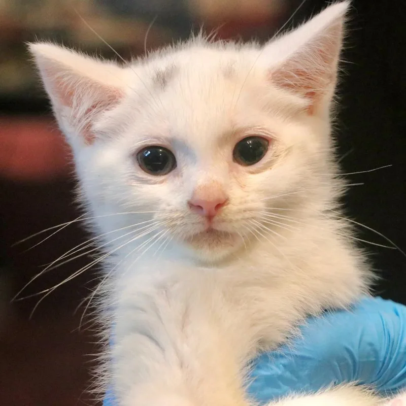 A baby small-sized female White Domestic Medium Hair cat named Domino for adoption in Allentown, PA