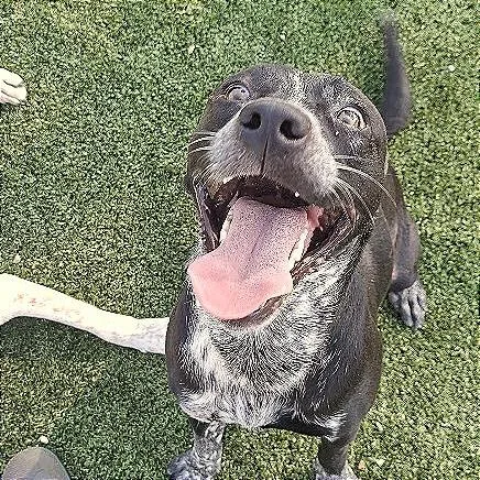 Pepper