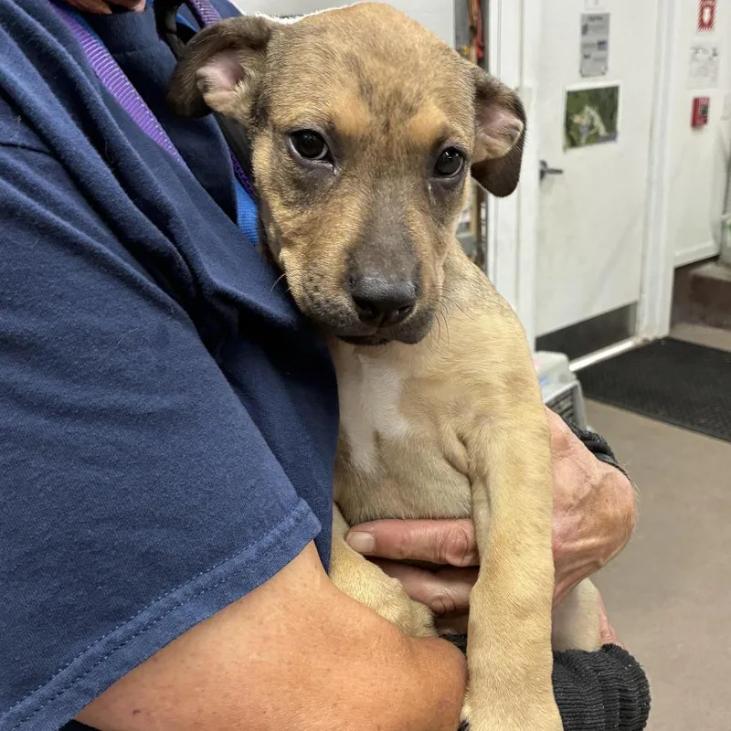 A baby medium-sized male Apricot / Beige Shepherd dog named Huggie for adoption in South Elgin, IL