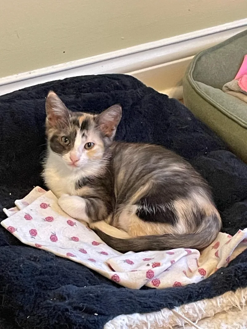 A baby medium-sized female Calico Domestic Short Hair cat named Lily for adoption in Mount Juliet, TN