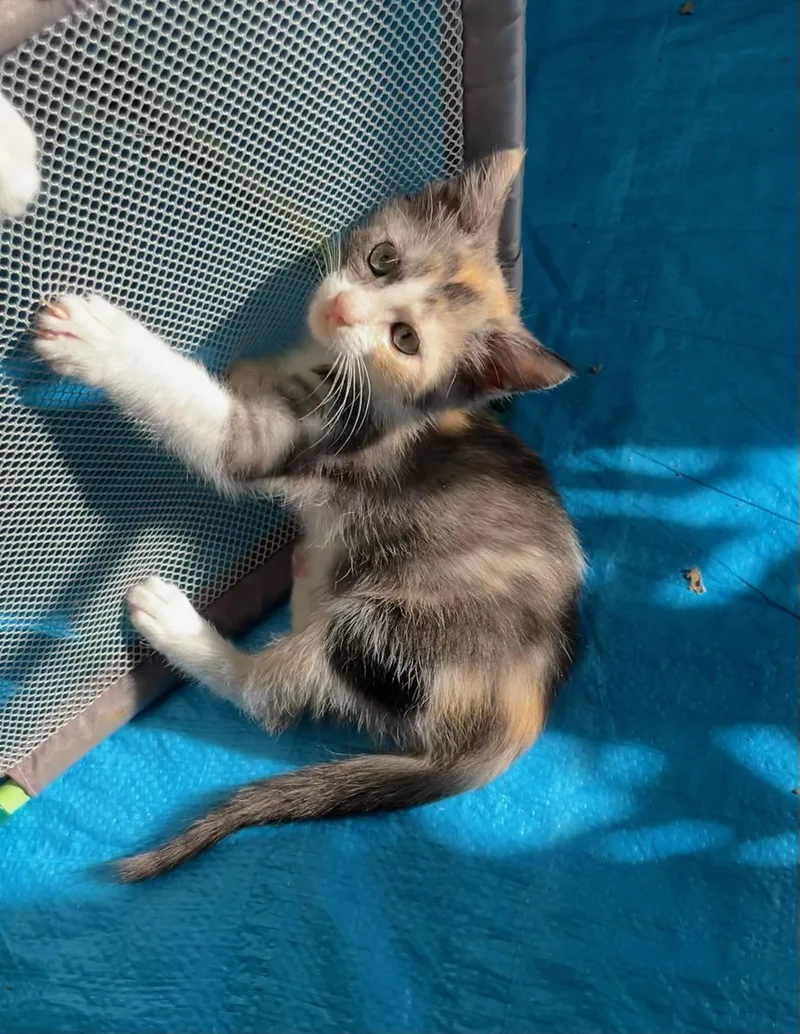 Lily thumbnail 3