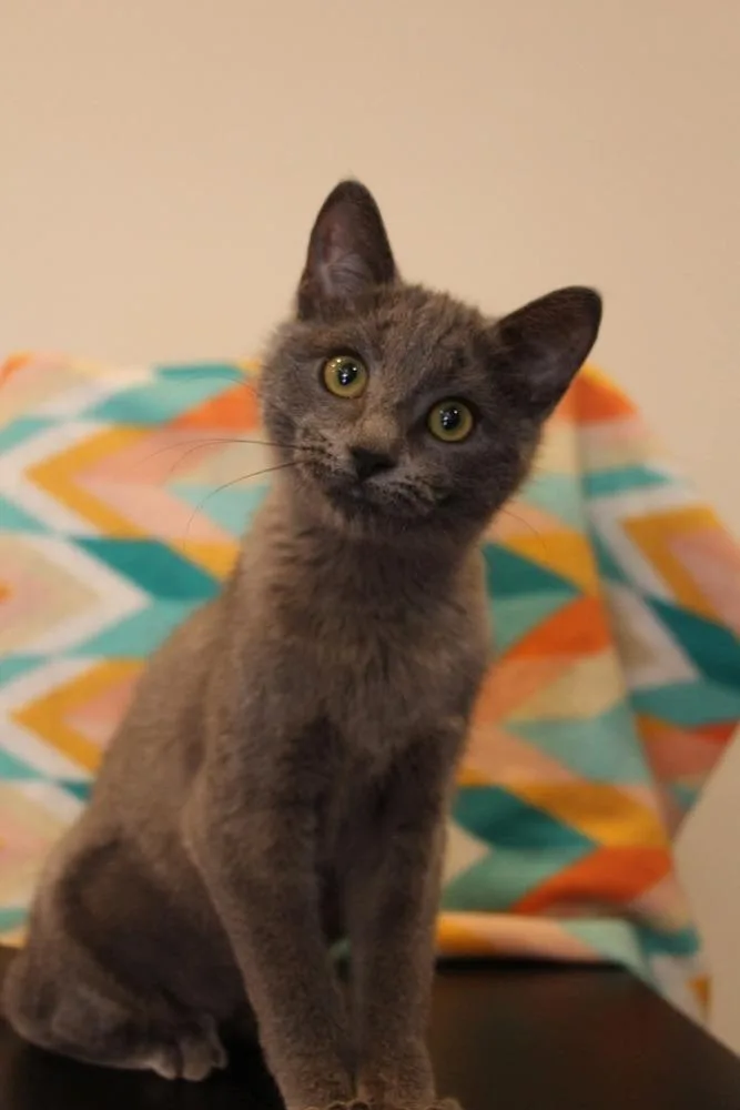 A baby small-sized female Gray / Blue / Silver Domestic Short Hair cat named Sonny for adoption in Vancouver, WA