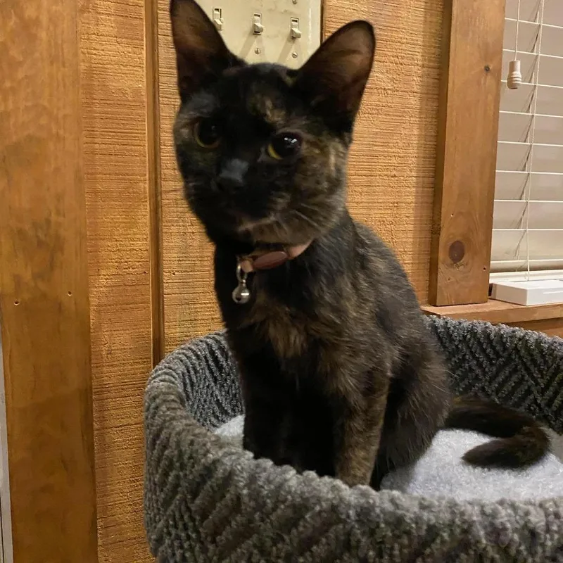An adult small-sized female Tortoiseshell Domestic Short Hair cat named Pickles for adoption in Roanoke, VA