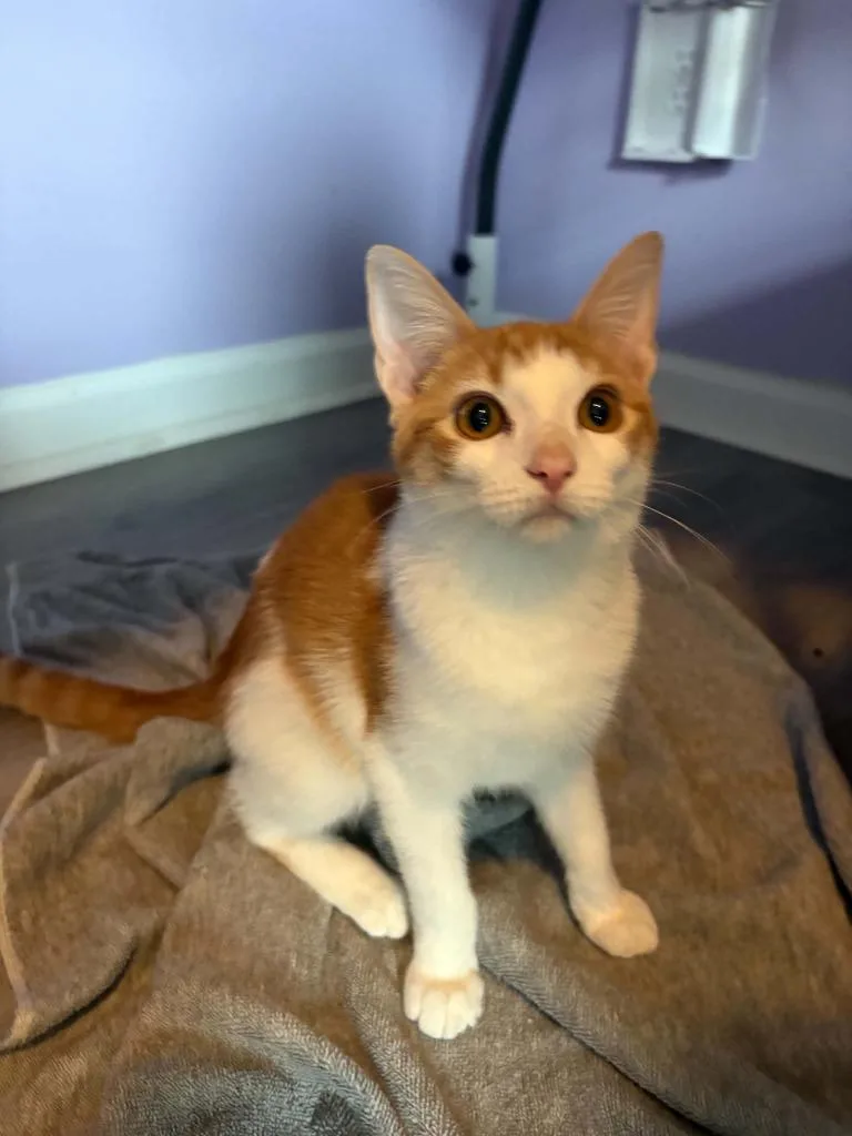 A baby small-sized female Domestic Short Hair cat named Valvoline for adoption in Newnan, GA