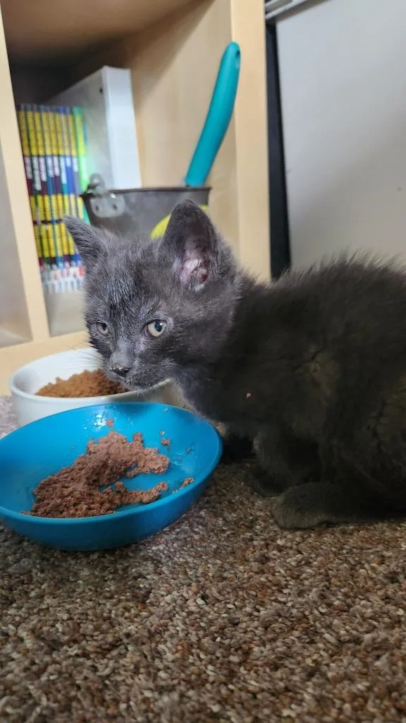 A baby medium-sized male Domestic Short Hair cat named Nacho for adoption in Libertyville, IL