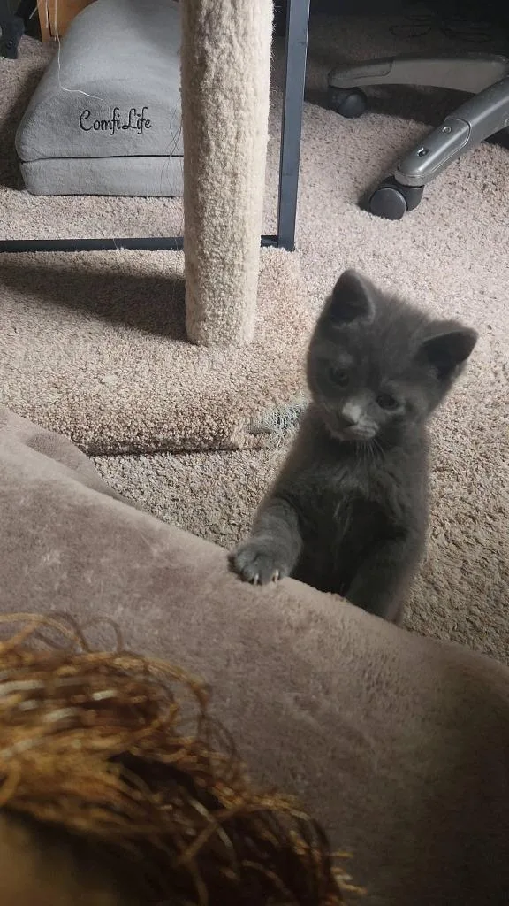 Nacho thumbnail 3