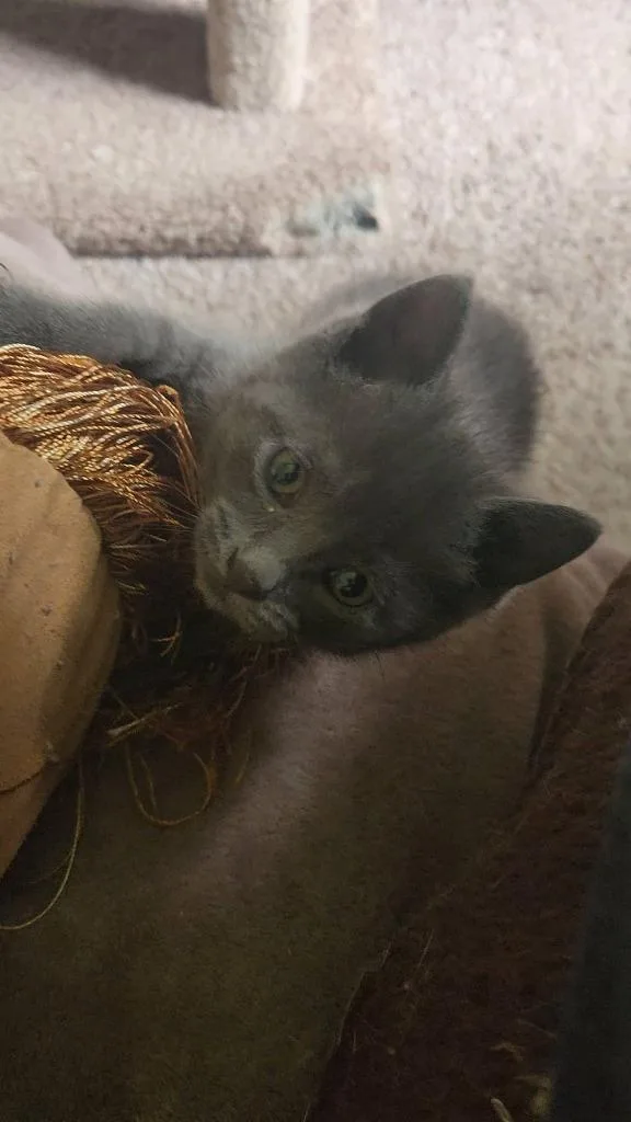 Nacho thumbnail 4
