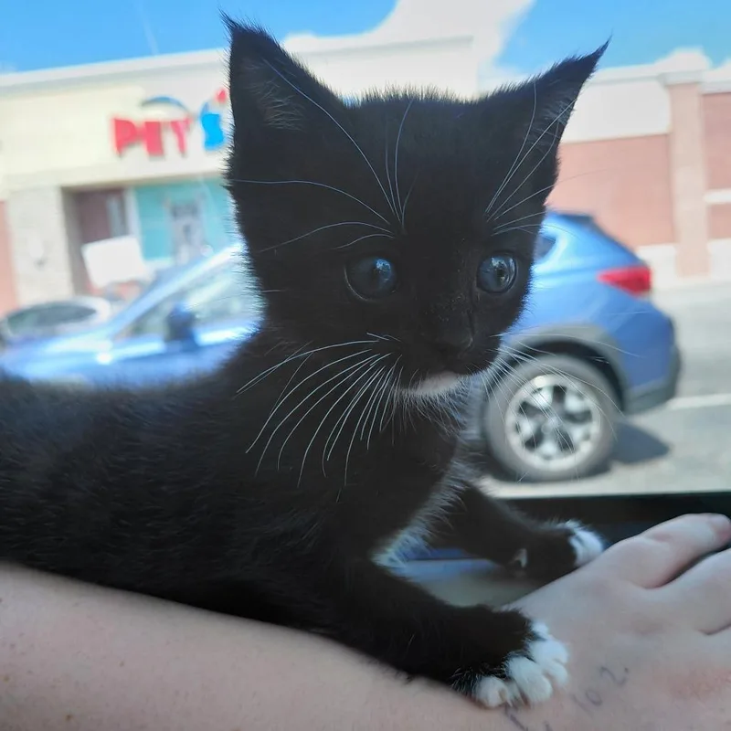 A baby small-sized male Black Domestic Short Hair cat named Fizz for adoption in CHRISTIANSBURG, VA