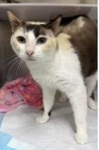 An adult small-sized female Domestic Short Hair cat named Vecina for adoption in Phoenix, AZ