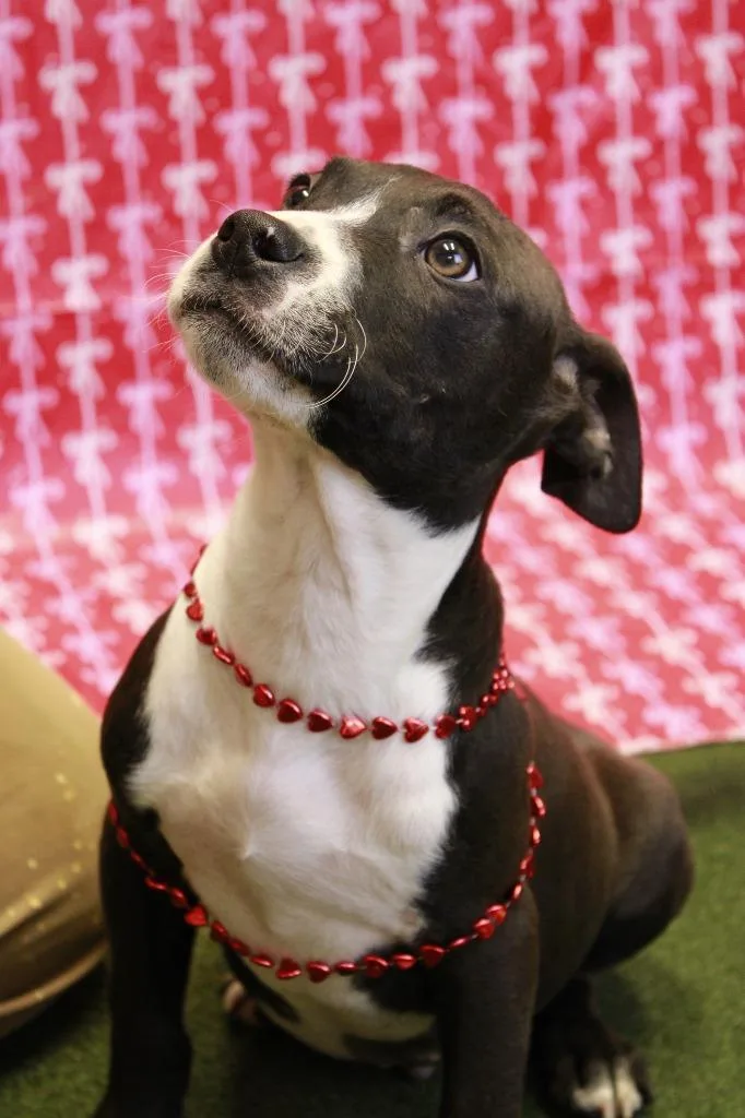 A baby small-sized male Mixed Breed dog named Luke for adoption in Dyersburg, TN