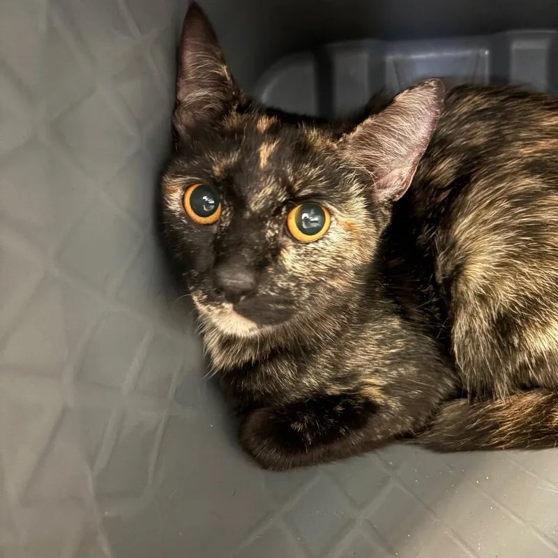 An adult medium-sized female Tortoiseshell Domestic Short Hair cat named Bagel for adoption in Manhattan, KS