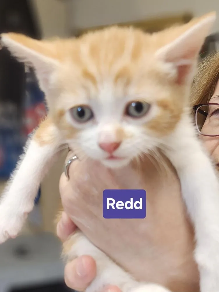 A baby medium-sized male Domestic Short Hair cat named Redd for adoption in East Greenville, PA