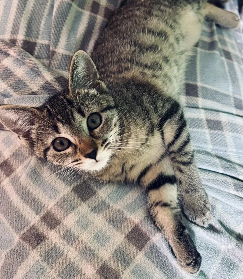 A baby large-sized male Tiger cat named Timmy for adoption in Long Beach, NY