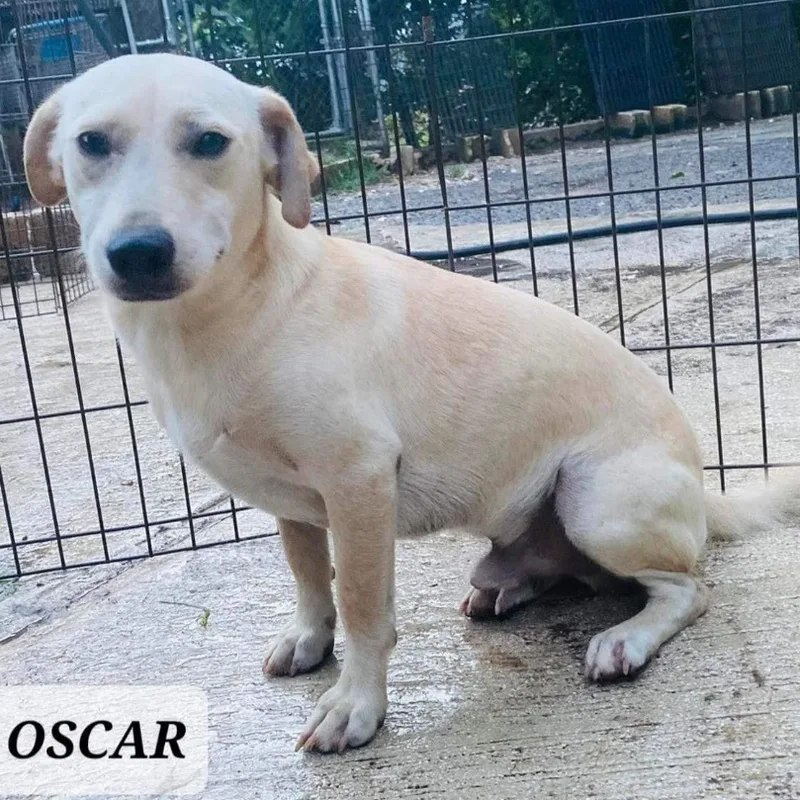 Oscar