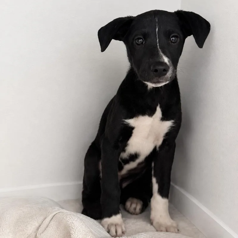 A baby small-sized female Black Mixed Breed dog named Friends Tell Friends for adoption in Fredericksburg, VA