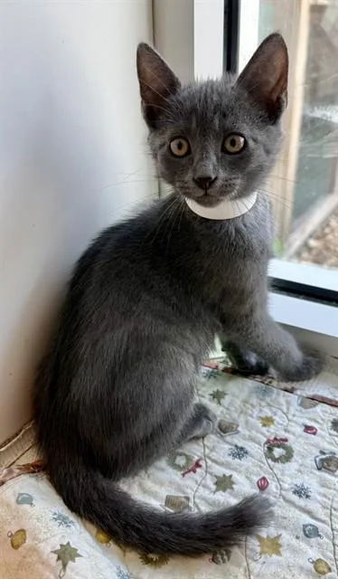 Remus