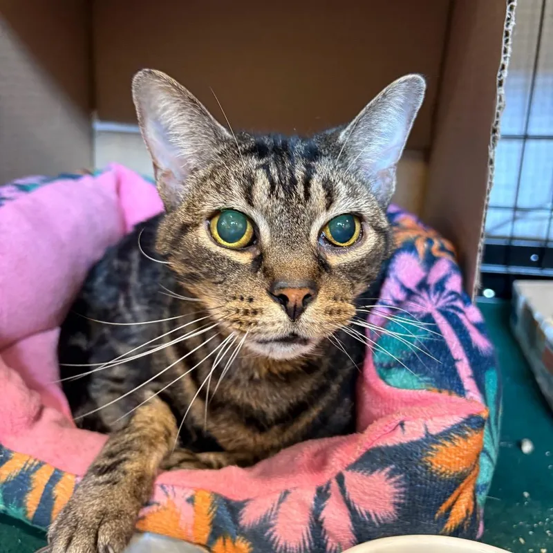 Mandarin thumbnail 2