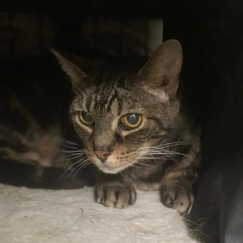 Mandarin thumbnail 3