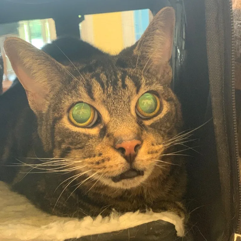 Mandarin thumbnail 4