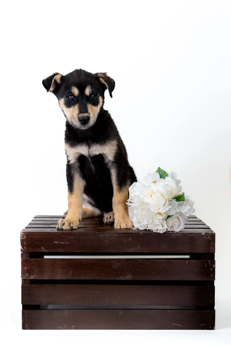 A baby medium-sized male German Shepherd Dog dog named 348-26 for adoption in Brighton, CO