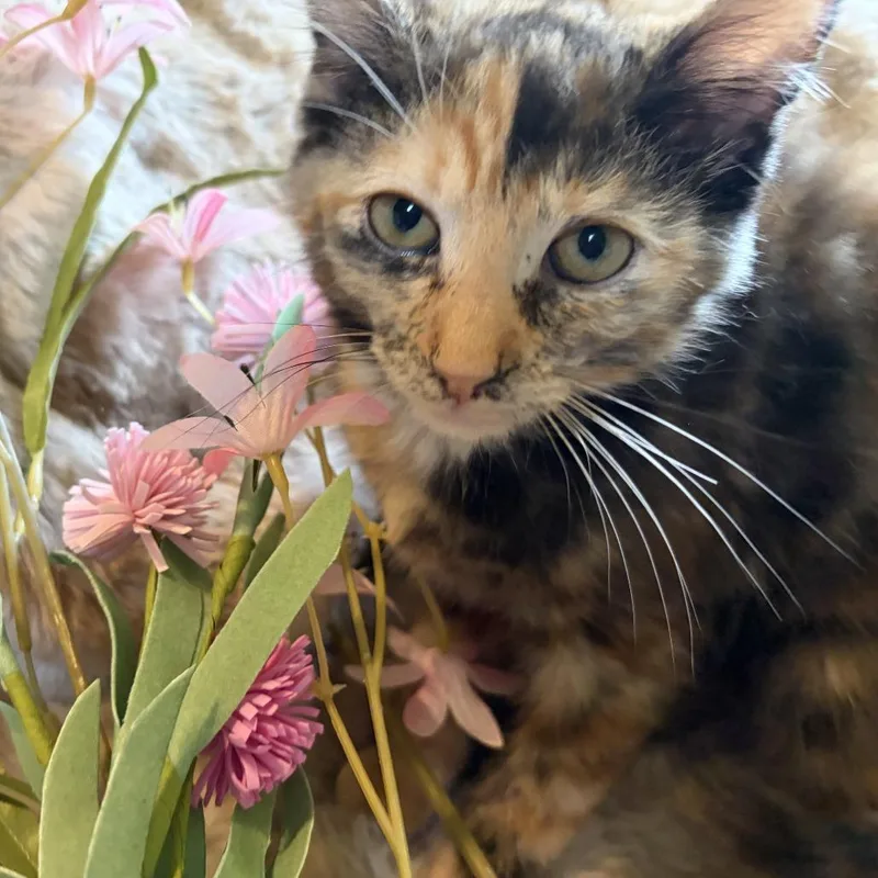A baby small-sized female Tortoiseshell Domestic Short Hair cat named Coconut Westie for adoption in Eaton Rapids, MI