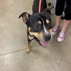 An adult large-sized male Black Pit Bull Terrier dog named Chubb for adoption in York, PA