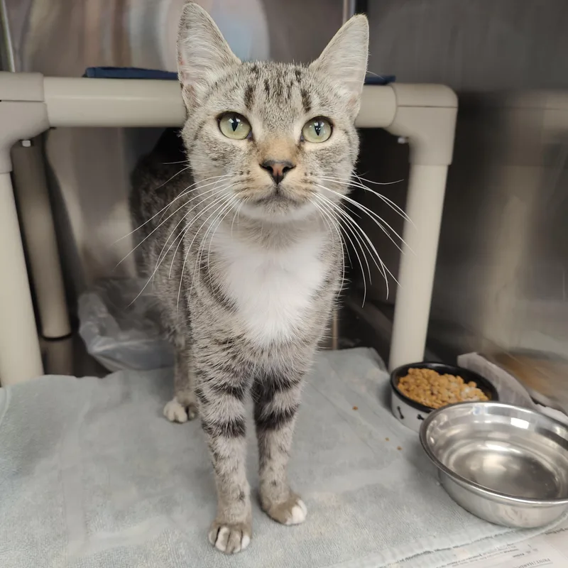A young medium-sized female Domestic Short Hair cat named Ramona for adoption in Jersey city, NJ