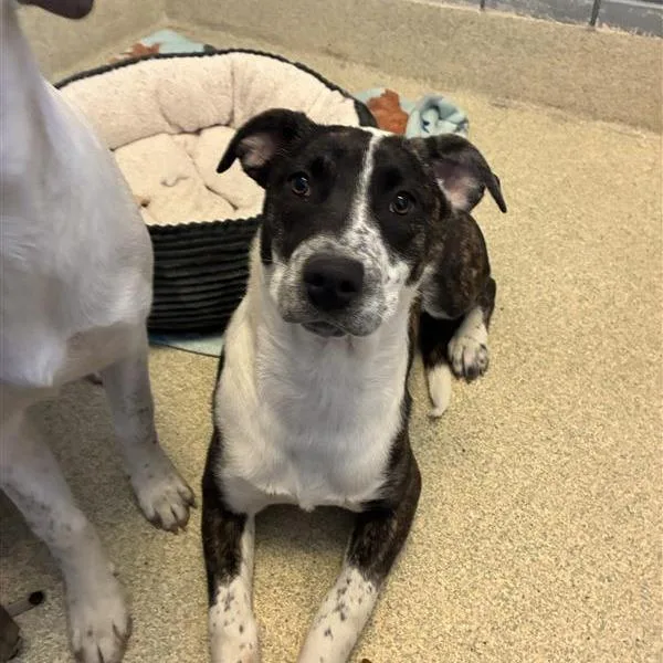 A young medium-sized female Brindle Pit Bull Terrier dog named Rosebud for adoption in Windsor, VA