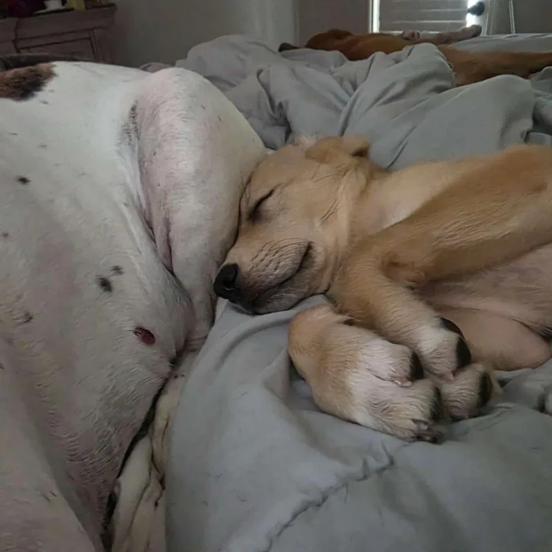 A baby large-sized female Yellow / Tan / Blond / Fawn Great Dane dog named Stitch for adoption in Bullard, TX