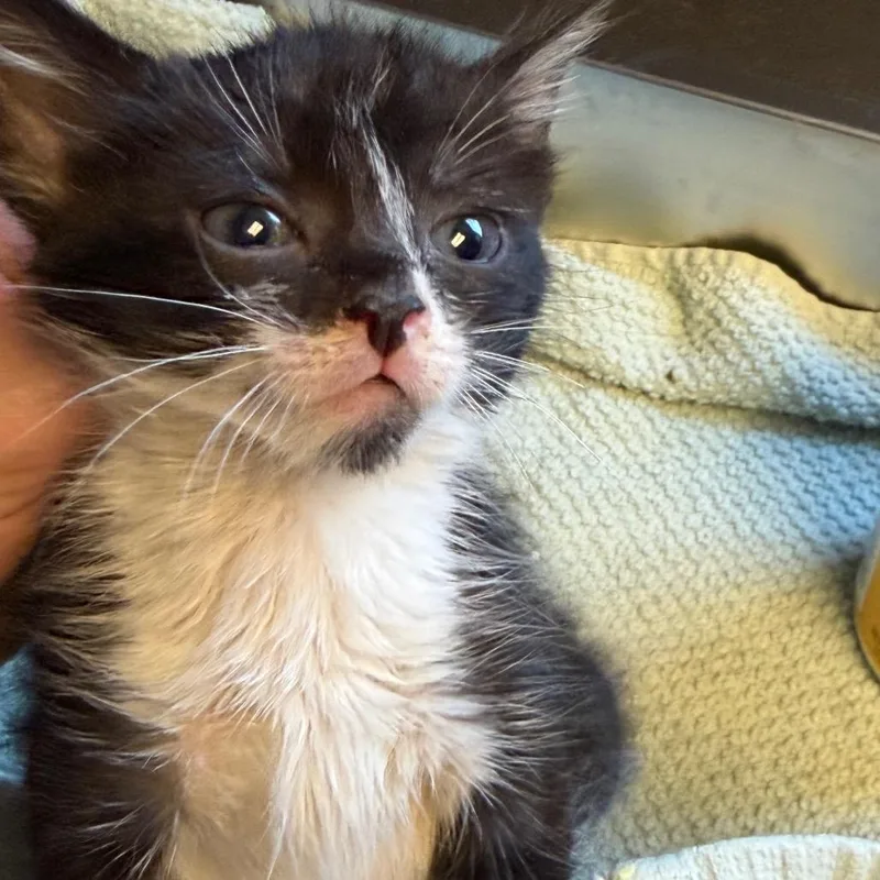 A baby small-sized female Black Domestic Short Hair cat named Domino for adoption in Tuscaloosa, AL