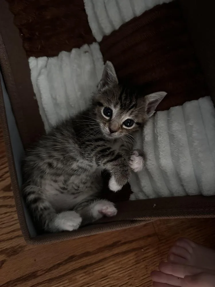 A baby small-sized female Gray / Blue / Silver Domestic Medium Hair cat named Strawberry for adoption in Greensboro, NC