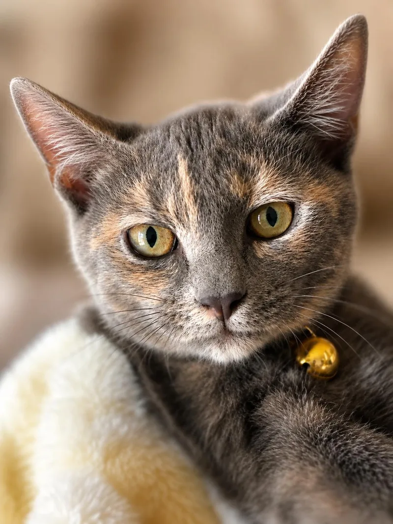 A baby medium-sized female Dilute Tortoiseshell cat named Cinnamon M for adoption in Fresno, CA