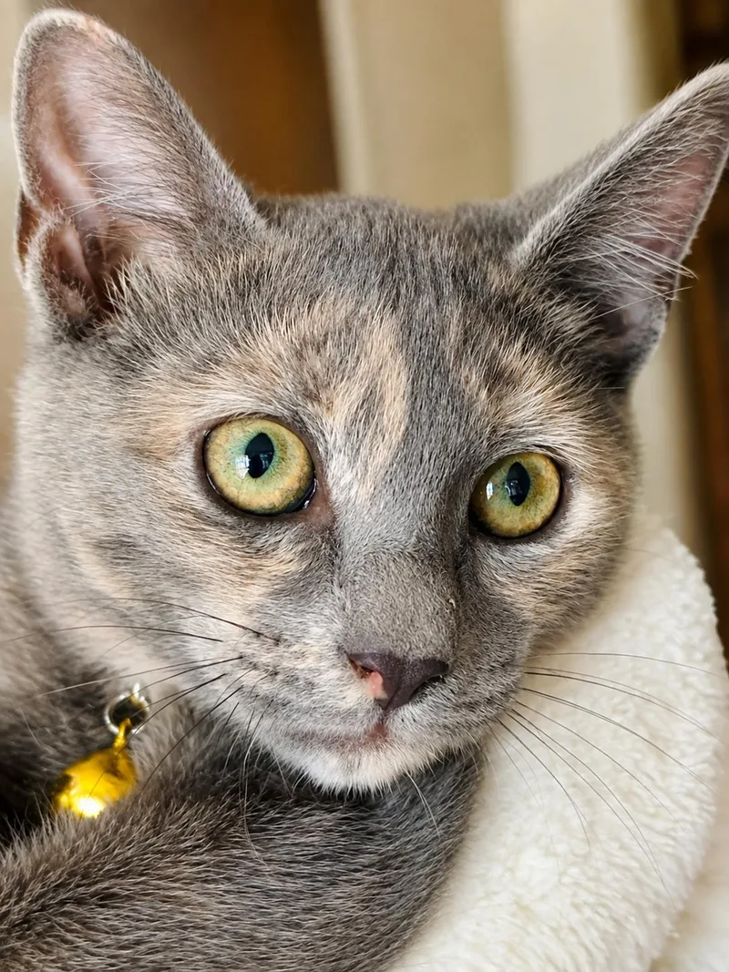 Cinnamon M thumbnail 2
