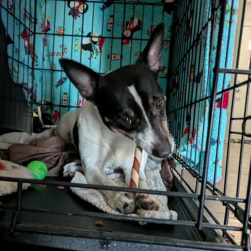 An adult medium-sized female Rat Terrier dog named MiMi for adoption in Peculiar, MO