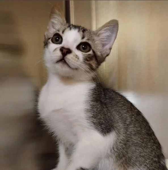 A baby small-sized male Domestic Short Hair cat named Skippy for adoption in Alameda, CA