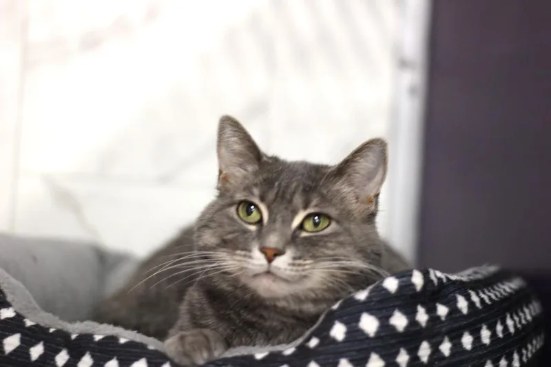 A young medium-sized female Domestic Short Hair cat named Chloe for adoption in Rockford, IL