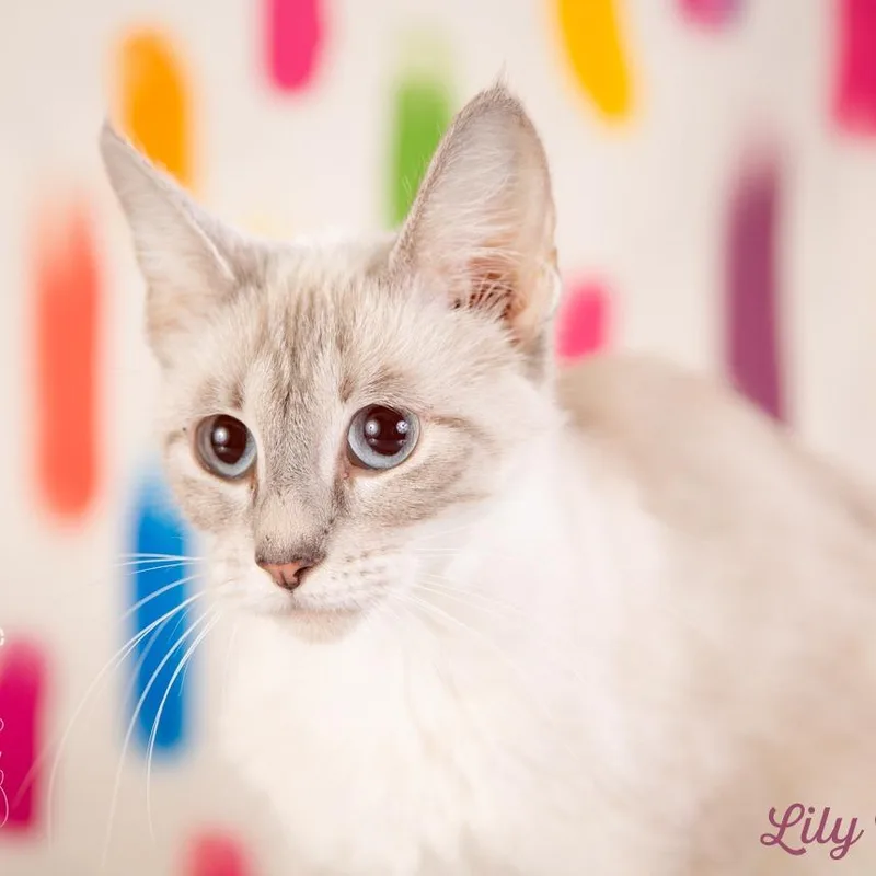 An adult small-sized female Domestic Short Hair cat named Lily Potter for adoption in Springfield, MO