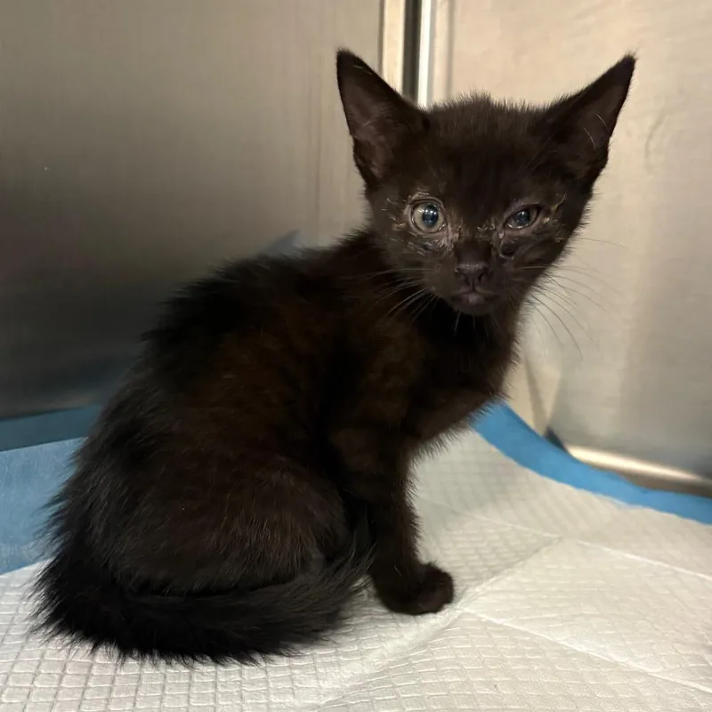A baby small-sized female Black Domestic Short Hair cat named Sponge Bob for adoption in Greensboro, NC