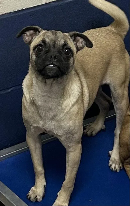 A young medium-sized female Chihuahua dog named Pixel  Months Female for adoption in Sterling, MA