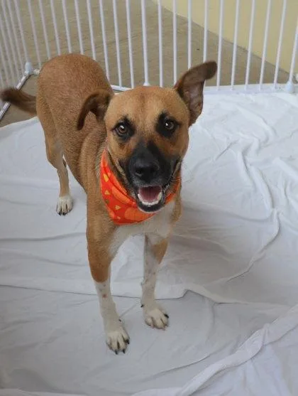 An adult large-sized male Mixed Breed dog named Roy Kent for adoption in McKinney, TX