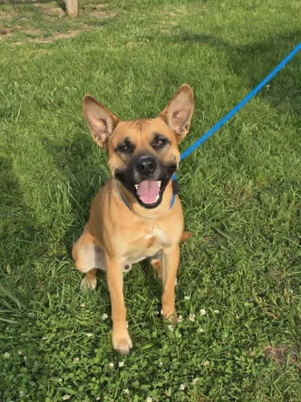 An adult medium-sized male Brown / Chocolate Black Mouth Cur dog named Diego for adoption in Bolivar, TN