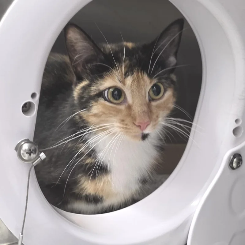 An adult medium-sized female Calico Domestic Short Hair cat named Fancy for adoption in Fort Wayne, IN