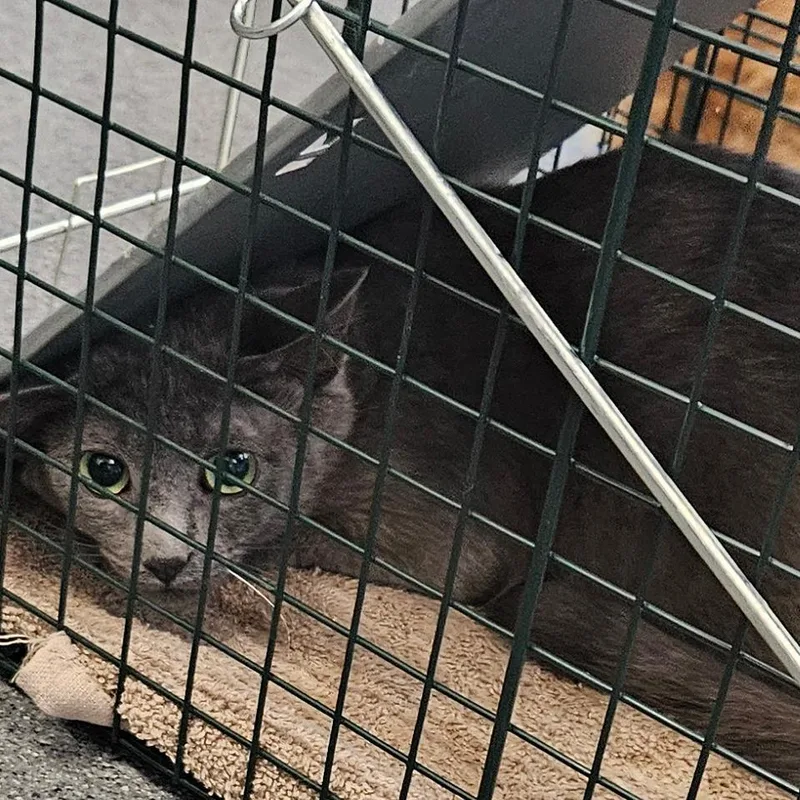 A baby small-sized male Gray / Blue / Silver Domestic Short Hair cat named Blue for adoption in Montgomery, AL